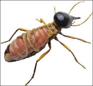 Las termitas y su simbiosis con los hipermastiginios